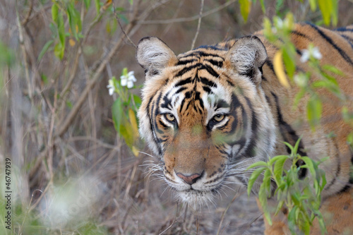 Bengal Tiger  Panthera tigris tigris 