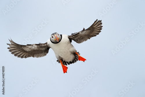 Atlantic Puffin flying.