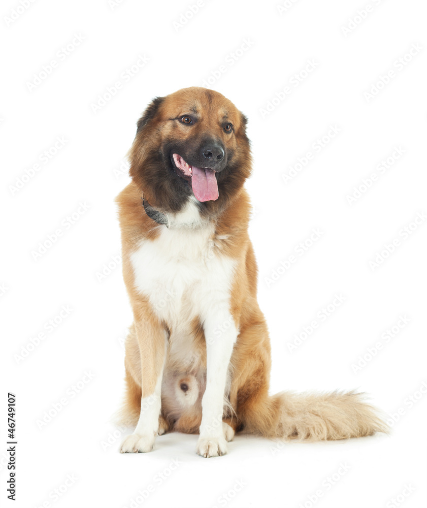 Norm enestående Kostumer Hund Stock Photo | Adobe Stock