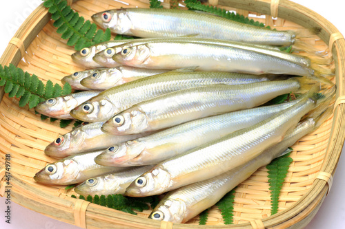 Japanese pond smelt photo