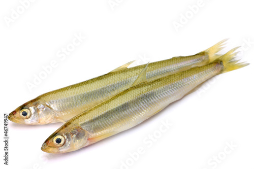 Japanese pond smelt