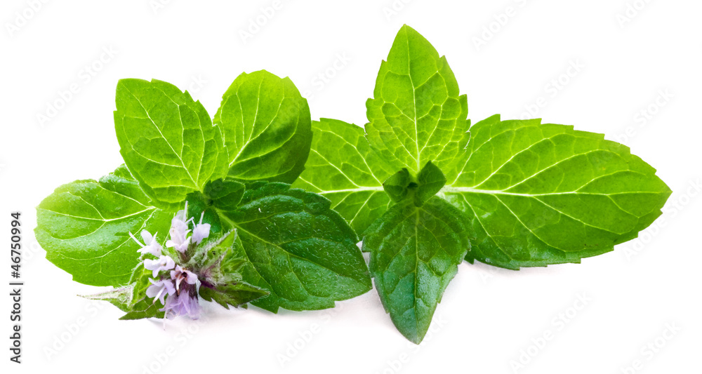 Leaf of mint with flower - obrazy, fototapety, plakaty 