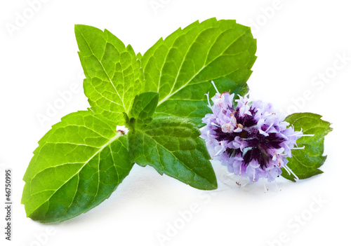 Leaf of mint with flower