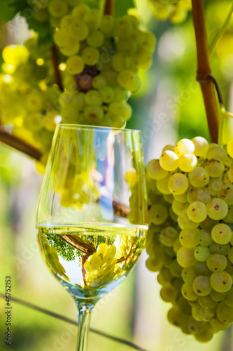 Weinglas im Weinberg