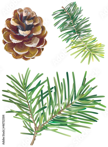 Branches de sapin et pomme de pin