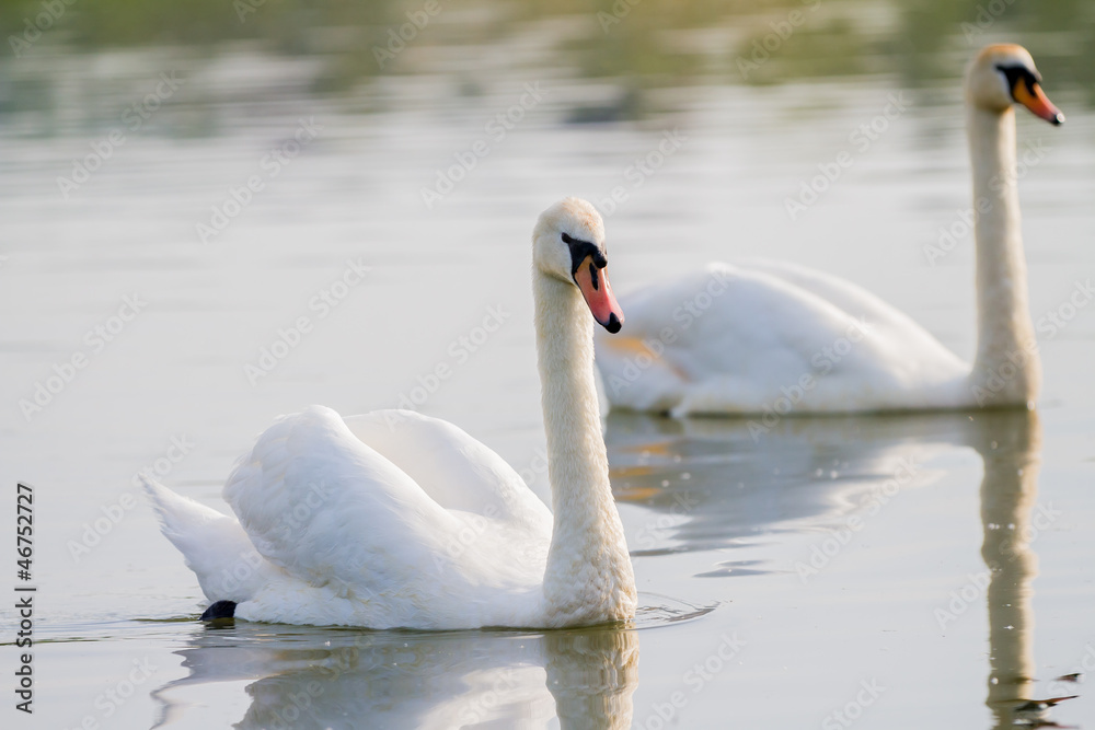 Two swans swimming