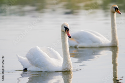 Two swans swimming