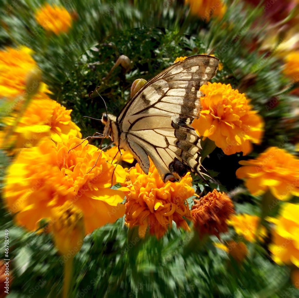 Obraz premium Butterfly on flower