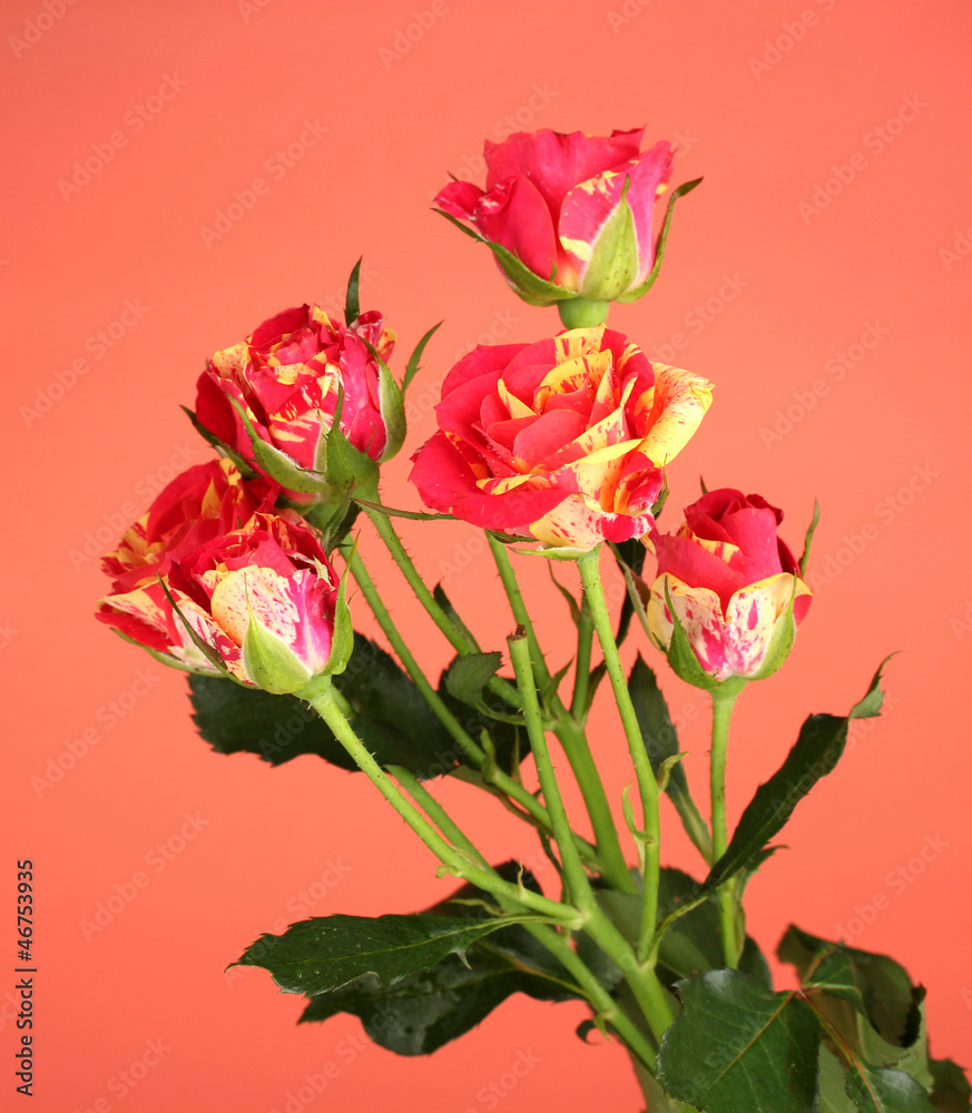 Beautiful red-yellow roses on red background close-up Beautiful red-yellow roses on red background close-up