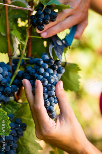 Winzer pflückt Wein Trauben zur Erntezeit