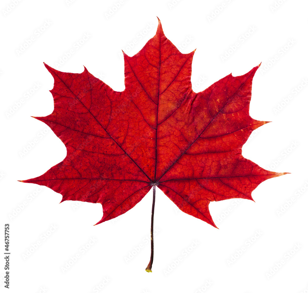 Obraz premium Jesienny liść klonu na białym tle