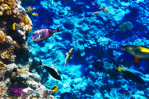 Coral and fish in the Red Sea. Egypt, Africa. © BRIAN_KINNEY