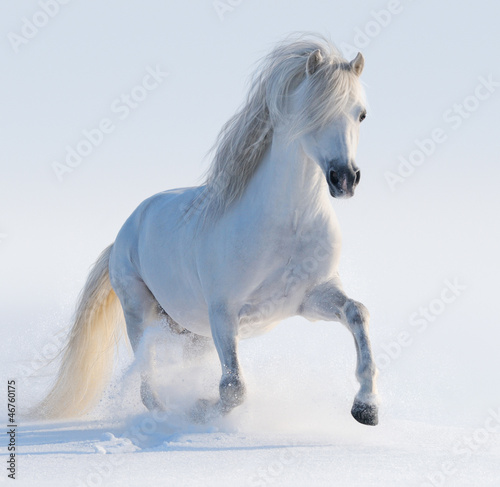Galloping white Welsh pony