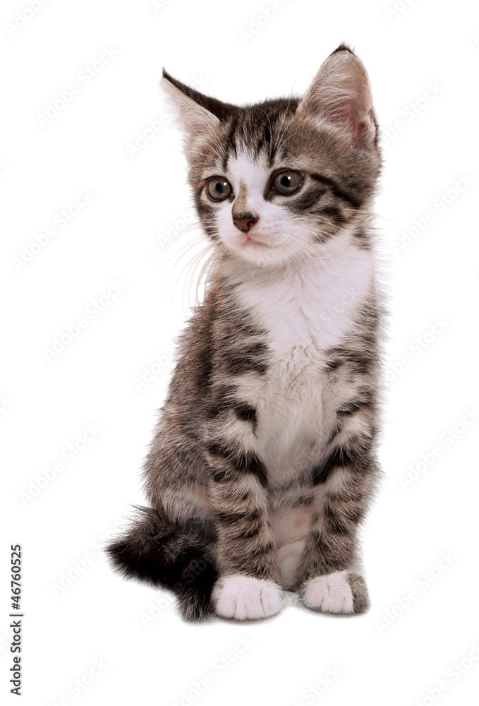 gray striped kitten with a sad grimace gray striped kitten with a sad grimace