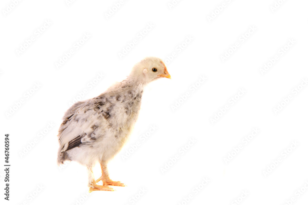 Obraz premium Kücken, Huhn,