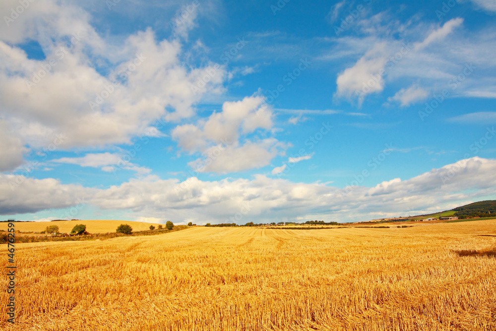 Scenic landscape with fields of wheat