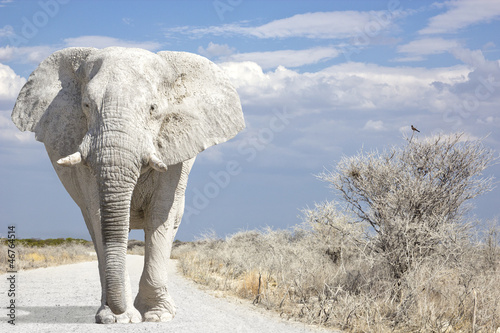 Photography elephant road