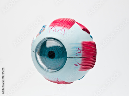 Human eye model tool for anatomic medical students