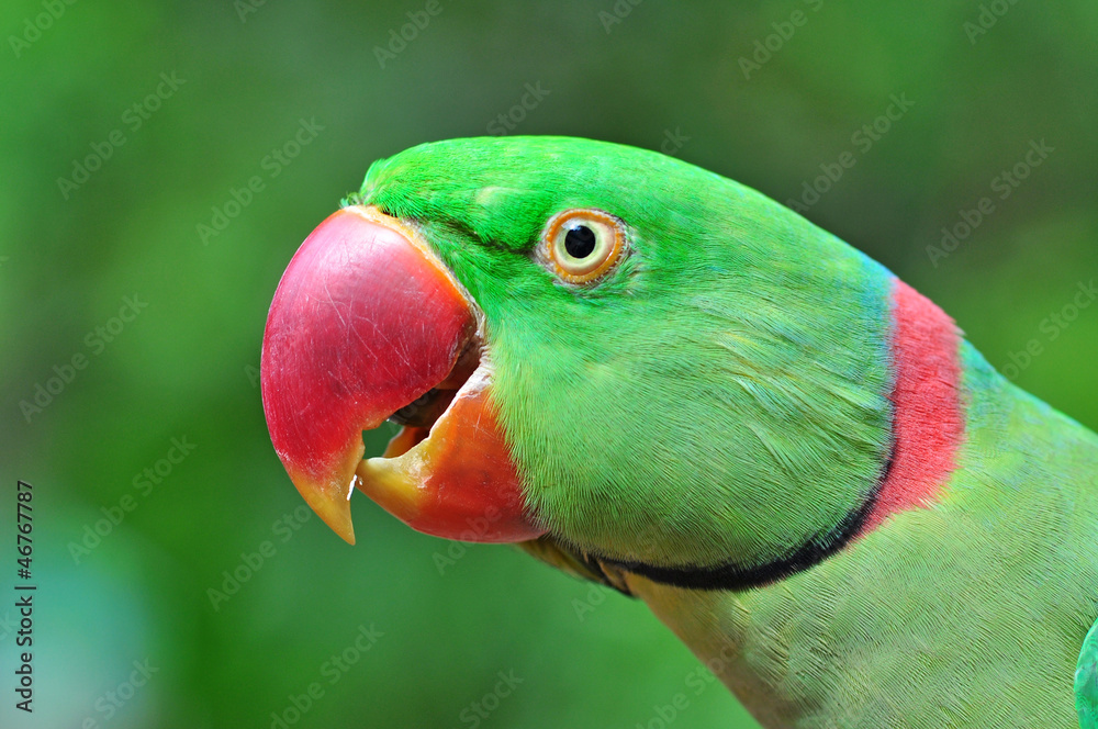 Fototapeta premium Colorful parrot Beautiful