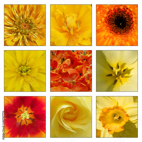 Fototapeta Naklejka Na Ścianę i Meble -  Collage of yellow and orange flowers