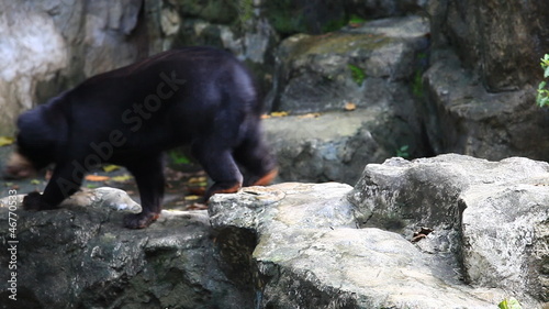 Malayan sun bear walking in the zoo photo