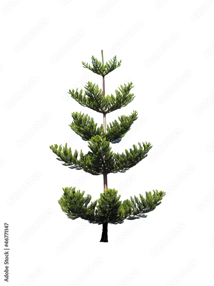 Isolated Pine Tree