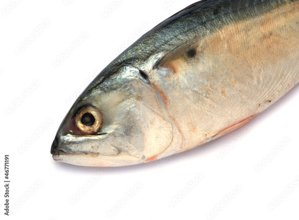 Fresh mackerel fish Fresh mackerel fish