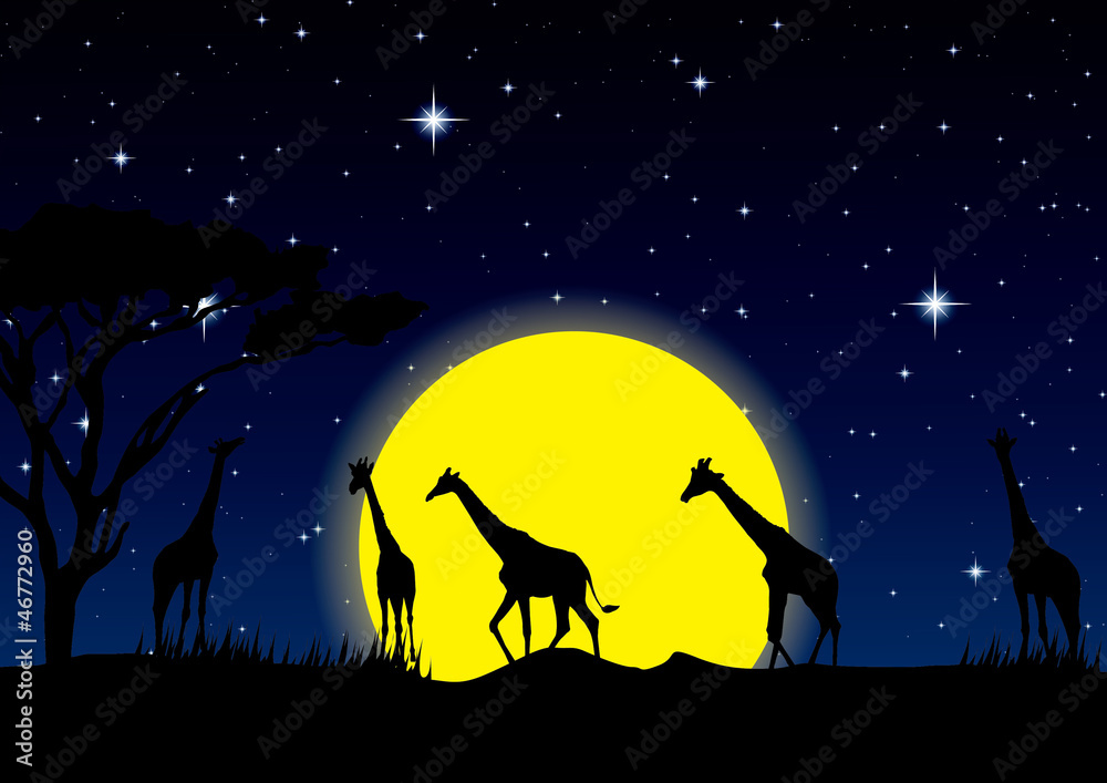 night sky with stars and full Moon in safari