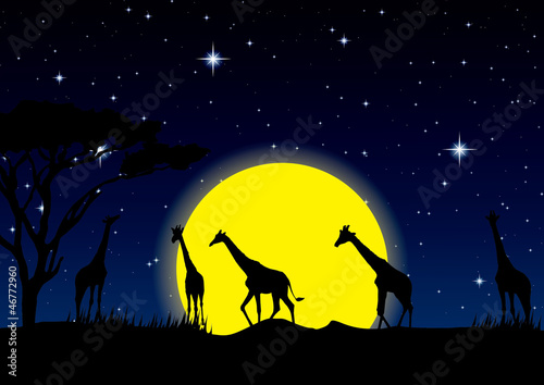 night sky with stars and full Moon in safari