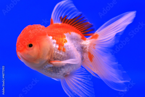 Goldfish in a glass cabinet © Photo Gallery