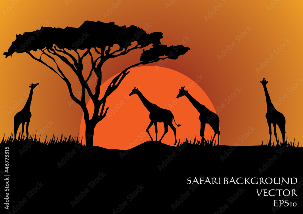 Silhouettes of giraffes in safari sunset background - obrazy, fototapety, plakaty 