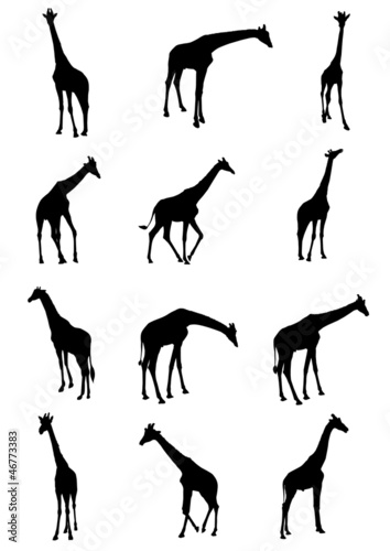 set of Giraffe vector