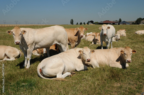 Yvelines, cows in a meadow in Andelu photo