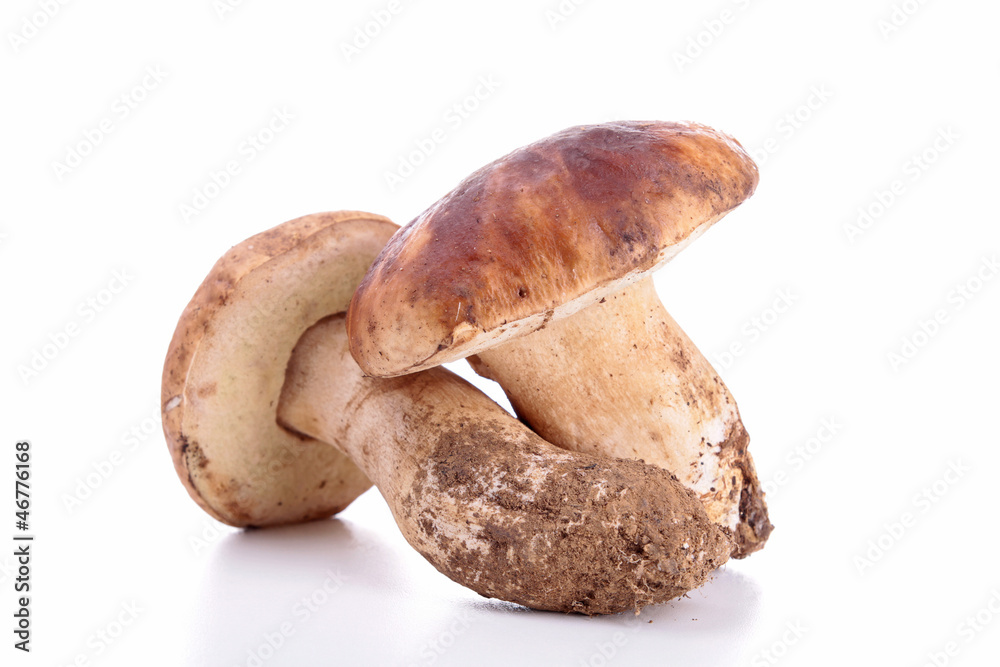 isolated edible mushrooms isolated edible mushrooms