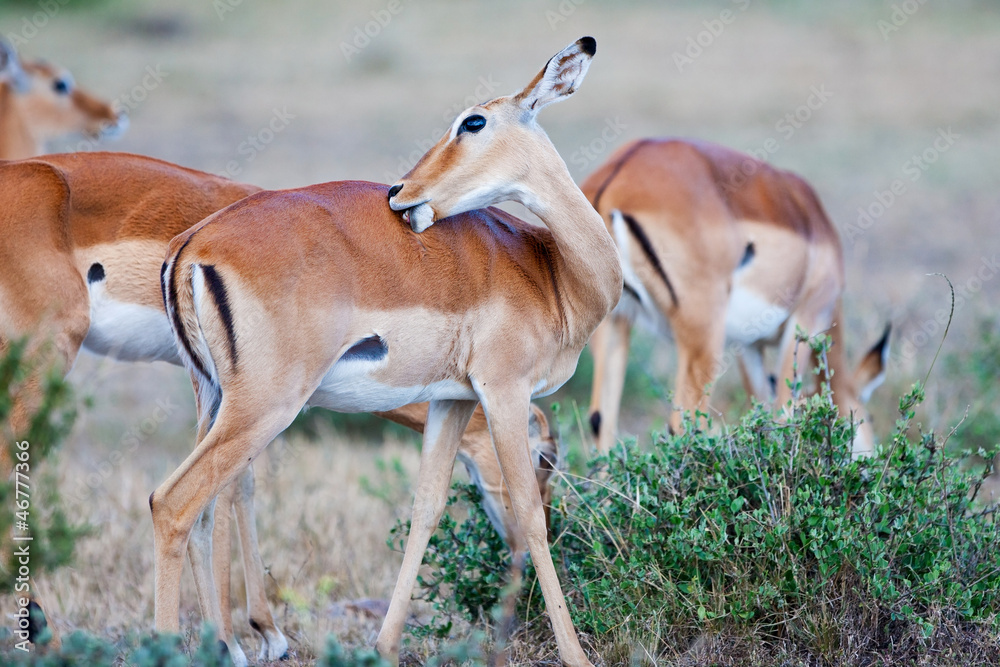 Impala Antelope - Maasai Mara National Park in Kenya, Africa Impala Antelope - Maasai Mara National Park in Kenya, Africa