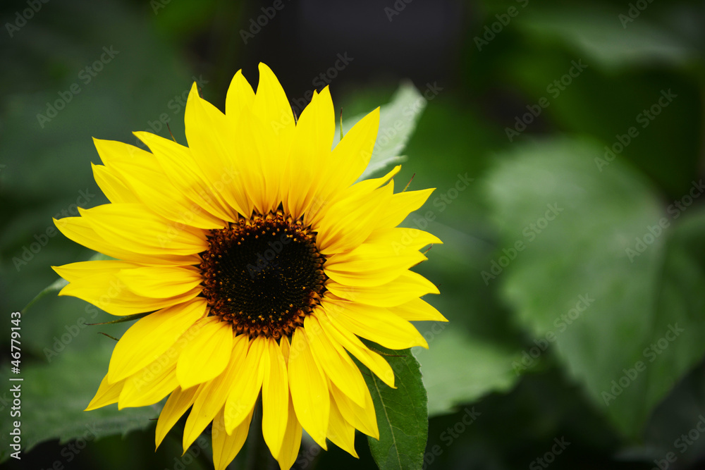 Obraz premium beautiful sunflowers