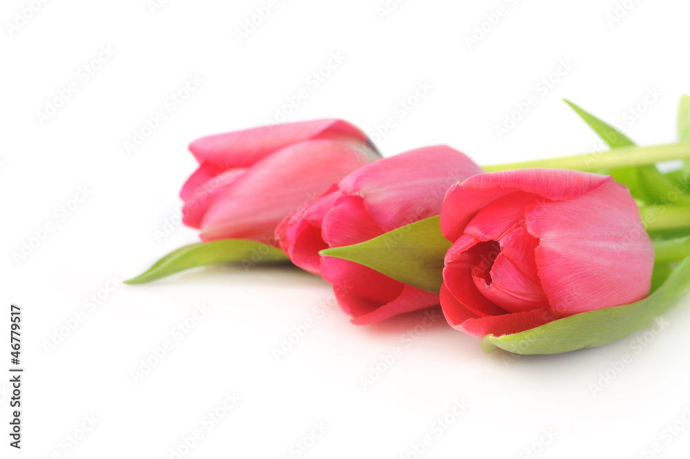 red tulips red tulips