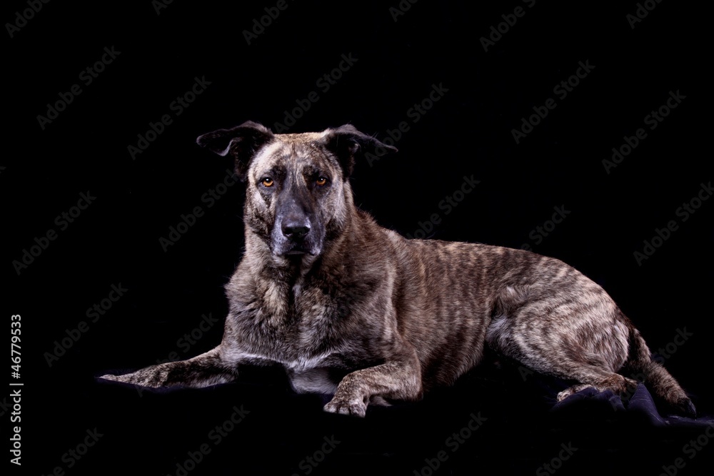 Fototapeta premium aufmerksamer hund