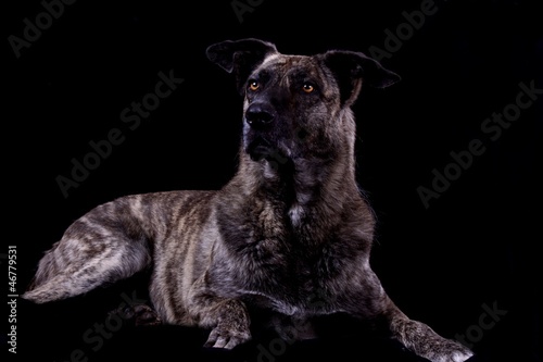 Cão de Castro Laboreiro - liegend photo