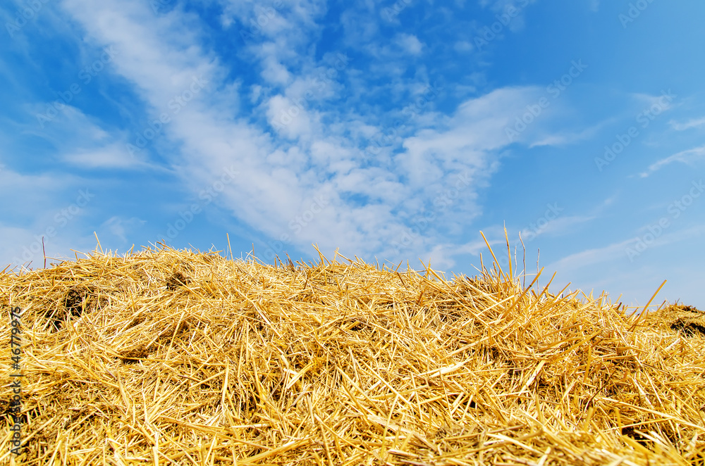 heap of golden straw under blue sky