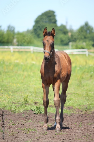 Brown foal standing at the grazing