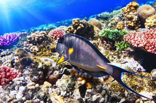 Coral and Fish-surgeon  in the Red Sea. Egypt, Africa . © BRIAN_KINNEY