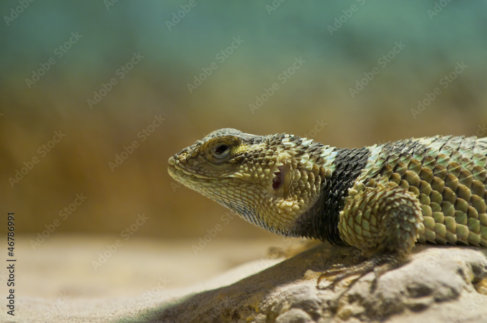 Naklejka premium Lizard