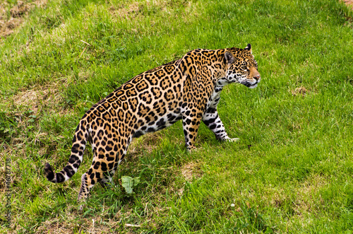 Jaguar (Panthera onca)