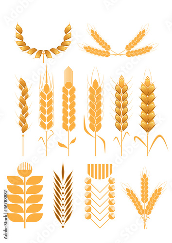 set of wheat collection