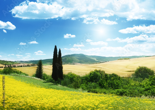 field of yellow flowers Tuscany  Italy