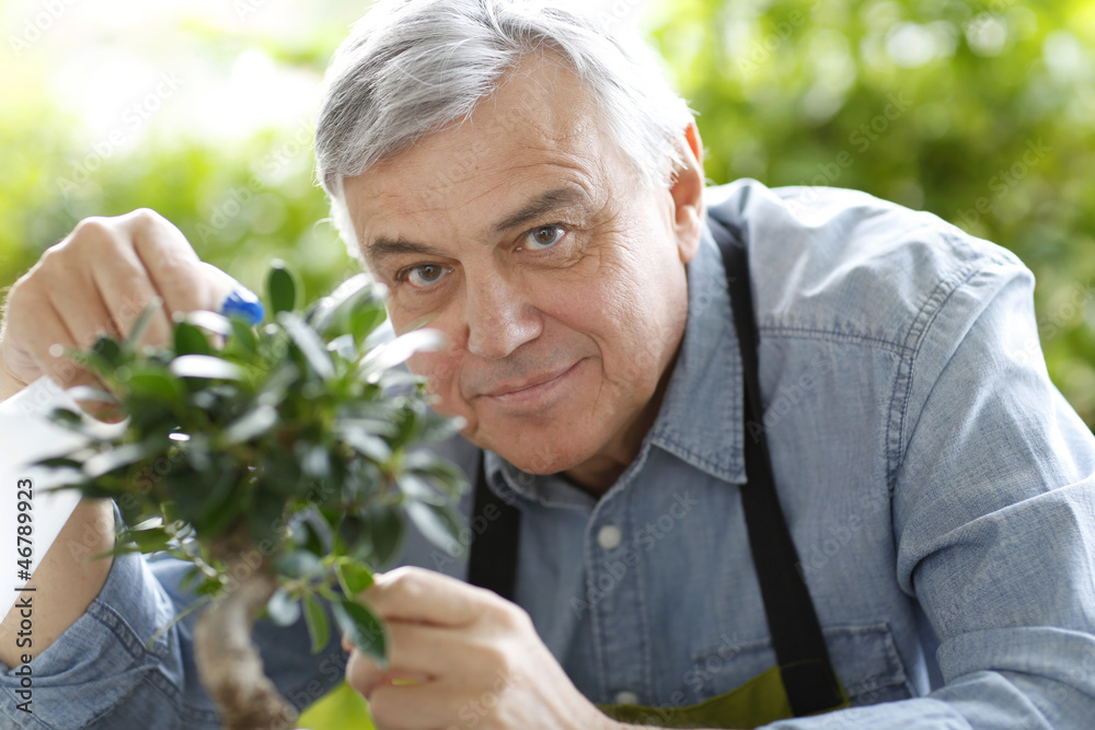 Senior man watering bonsai leaves Senior man watering bonsai leaves