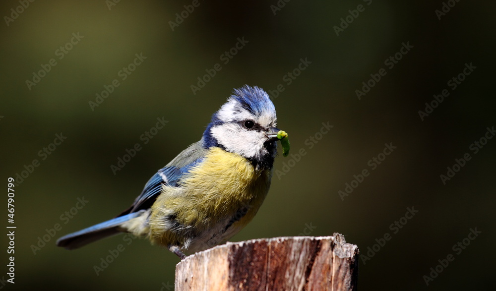 Obraz premium modraszka