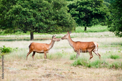 Two deer in Richmond park