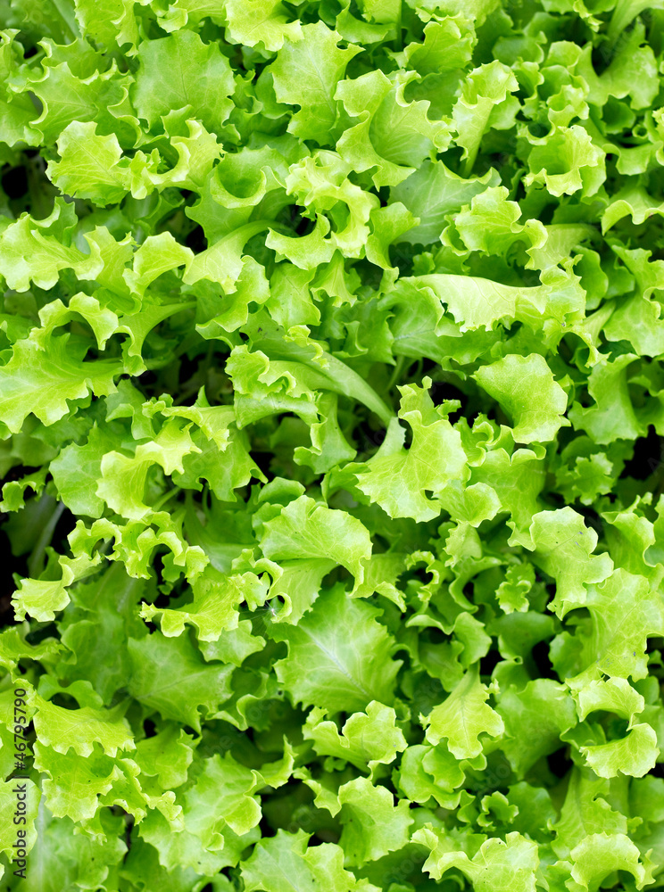 Fototapeta premium lettuce
